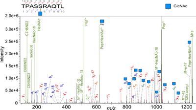 The HLA Ligandome Comprises a Limited Repertoire of O-GlcNAcylated Antigens Preferentially Associated With HLA-B*07:02